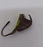 OVO JOŠ NISTE VIDELI Ljudi na mrežama potpuno  šokirani - Kakvo je ovo stvorenje?