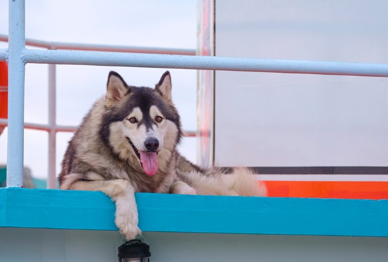 OVAJ HASKI NE PRESTAJE DA NEGODUJE I DA SE ŽALI VLASNIKU Pogledajte tu reakciju - ljudi na mrežama plaču od smeha