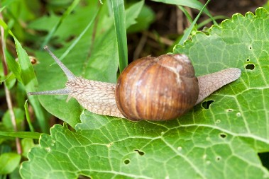 ZAUVEK SE REŠITE PUŽEVA U BAŠTI Evo kako da ih oterate bez kapi hemije, sve što vam treba imate u kuhinji
