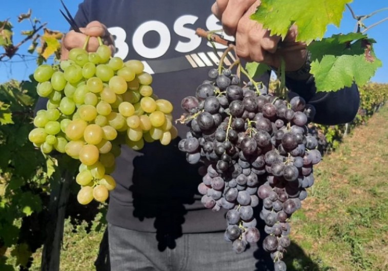 DOKTOR OTKRIO KOJE GROŽĐE JE BOLJE, CRNO ILI BELO "Testirao sam ga na sebi, šećer mi skočio na 15"