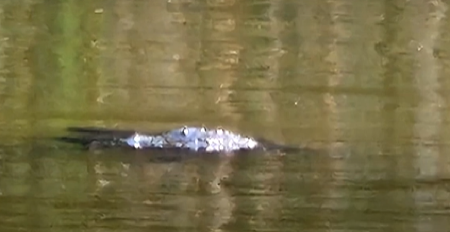 ISPLIVALO TELO NA KUPALIŠTU KOD ZRENJANINA Prolaznici na plaži  "Peskara"  ugledali jeziv prizor