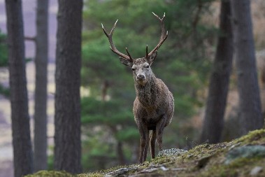 GDE SI TI POŠAO? Turista se malo opustio, a jelen mu pokazao gde mu je mesto - video je urnebesan