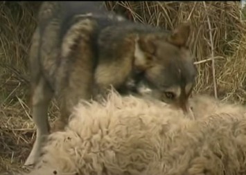 VUK NAPAO DETE (5) U SELU KOD ŠTRPCA Meštani u ozbiljnom strahu od divljih zveri