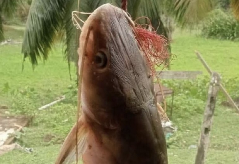 STRAVA I UŽAS NA PECANJU Ribar ulovio ribu, kada joj je rasporio stomak i video šta je unutra, umalo se onesvestio od šoka!