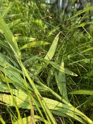 NE DIRAJTE OVOG INSEKTA Ako ga ubijete, prizivate nesreću – evo šta znači kada se pojavi!