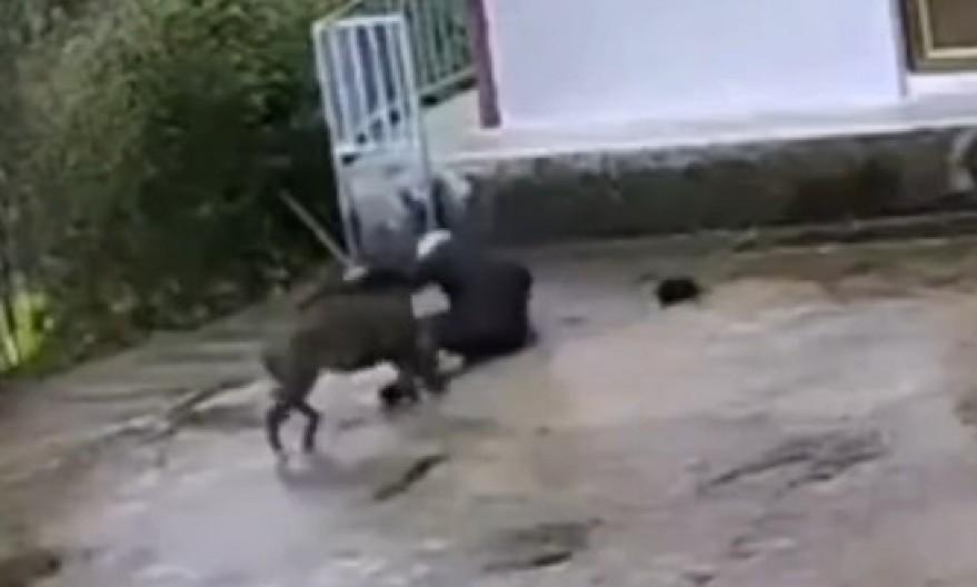 UŽAS KOD PROKUPLJA Svinja izujedala ženu koja ju je hranila