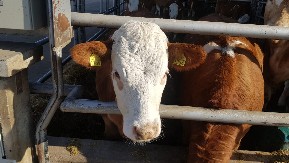 NOVE SUBVENCIJE ZA POLJOPRIVREDNIKE Rok za prijavu je do 30. septembra