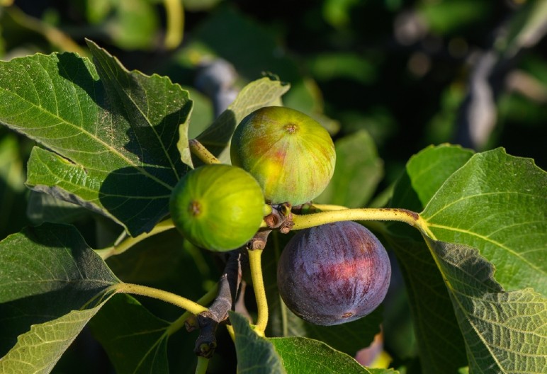 KAKO ISKORISTITI LISTOVE SMOKVE Napravite prirodni eliksir zdravlja i zamenu za šećer