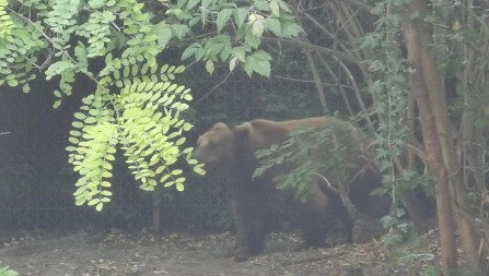 JEZIVI PRIZORI U SELU KOD IVANJICE Medvedi se kreću u čoporima, meštani strahuju za svoje živote!