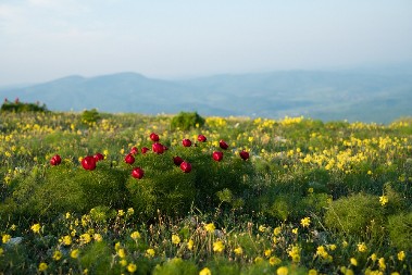 Vile sa Radana: Da li još uvek čuvaju blago i igraju vilinska kola?