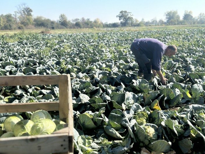 JEFTINIJI, A TRAJE DO LETA "Srpski melez" je najbolja sorta za kiseli kupus — evo kako da je prepoznate