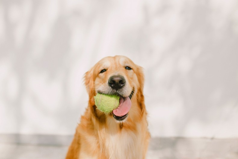 KAKAV LOPOV Ima neobičnu naviku i nema nameru da je promeni  - ljudi na mrežama plaču od smeha