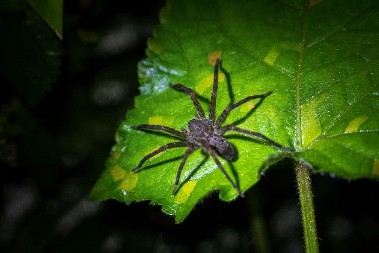 RETKA VRSTA PAUKA VIĐENA U BRITANIJI POSLE 40 GODINA Naučnici ne kriju oduševljenje - "Ovo je izuzetno otkriće"
