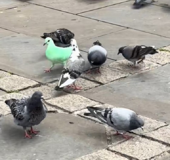 Nije soko, ali je mnogo skup – golub prodat po ceni luksuznog stana u Beogradu