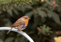 CRVENDAĆI ĆE STALNO POSEĆIVATI VAŠU BAŠTU AKO URADITE JEDNU STVAR Evo čemu neće odoleti