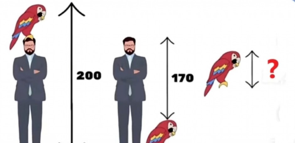 MOZGALICA KOJA JE POSVAĐALA INTERNET Koliko je visok papagaj? Samo retki daju tačan odgovor – da li ste među njima?