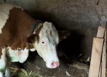 Rastu cene stoke širom Srbije – jagnjad sve skuplja