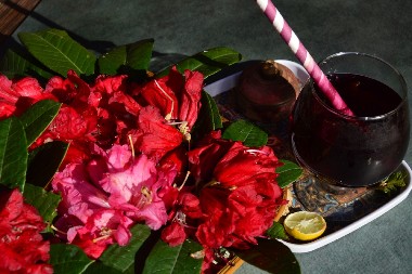 SAVET ISKUSNIH BAŠTOVANA Ovih 8 biljaka nikako ne smete dirati u novembru