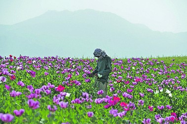 POHVALA TALIBANIMA Proizvodnja opijuma naglo opala