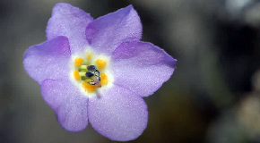 Simbol srpskog opstanka – zašto je Natalijina Ramonda obeležje Dana primirja?