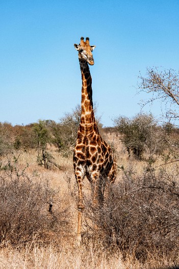 KAD SE ŽIRAFE VOZE AUTO-PUTEM TO IZGLEDA OVAKO Pogledajte samo šta urade kad naiđu na nadvožnjak