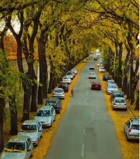 IZGLEDA KAO IZ BAJKE Najlepša ulica na svetu nalazi se u Srbiji (VIDEO)