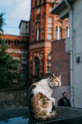 Ovo je razlog zašto vas mačka stalno prati - evo šta vam zapravo poručuje