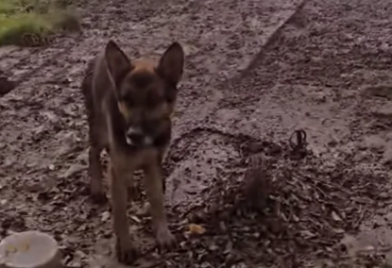 OD PSA OSTALA KOST I KOŽA, JEZIV VIDEO IZ BEOGRADA SLAMA SRCA! ''Vezani su lancima i jedva stoje, vlasnik ih POVREMENO nahrani...'' (VIDEO)