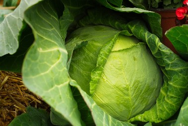 Recept starih domaćica iz Futoga za kiseljenje kupusa: Ovako će vam zimnica trajati dugo, a postoji i caka sa solju