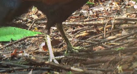 ŠOK U DIVLJINI, POSTAVILI KAMERE PA ČULI CVRKUTANJE Usred šume snimili retku pticu izgubljenu 140 godina – "Ovo je kao da smo pronašli jednoroga!" (VIDEO)