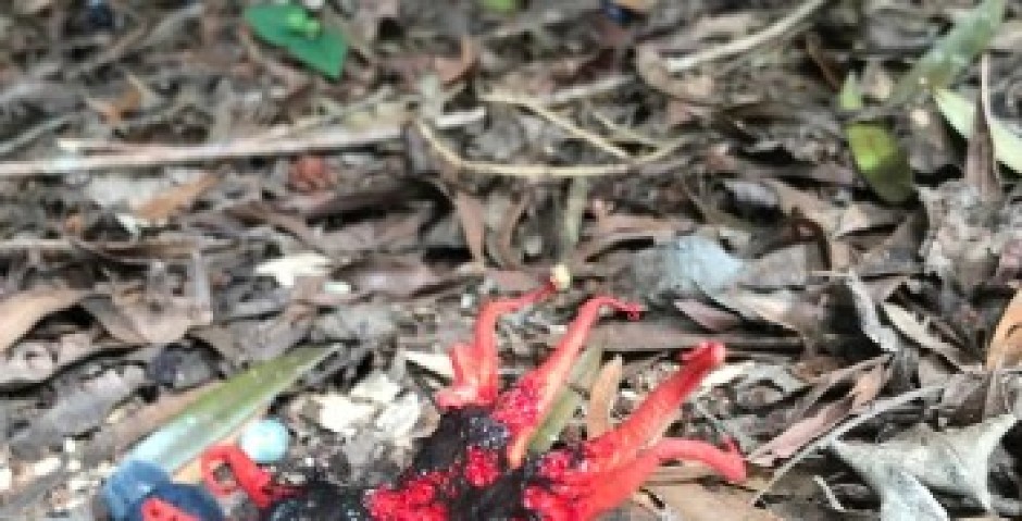 ŠTA JE OVO, LJUDI MOJI? Naišao na "stvorenje iz pakla" koje smrdi na mrtvo meso i nosi smrtonosan otrov! (FOTO)