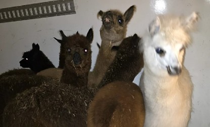 PALI NA HORGOŠU SA PEVAČICAMA I LAMAMA! Carinici pretresli autobus pa ZANEMELI - oglasio se i ZOO vrt!