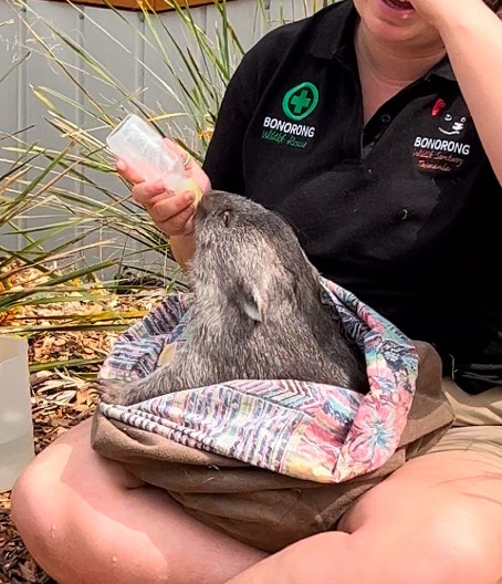 OTKRIVENO ZAŠTO NJIHOV IZMET IMA OBLIK KOCKE! Kako su istraživači rešili zagonetku vombata (VIDEO)