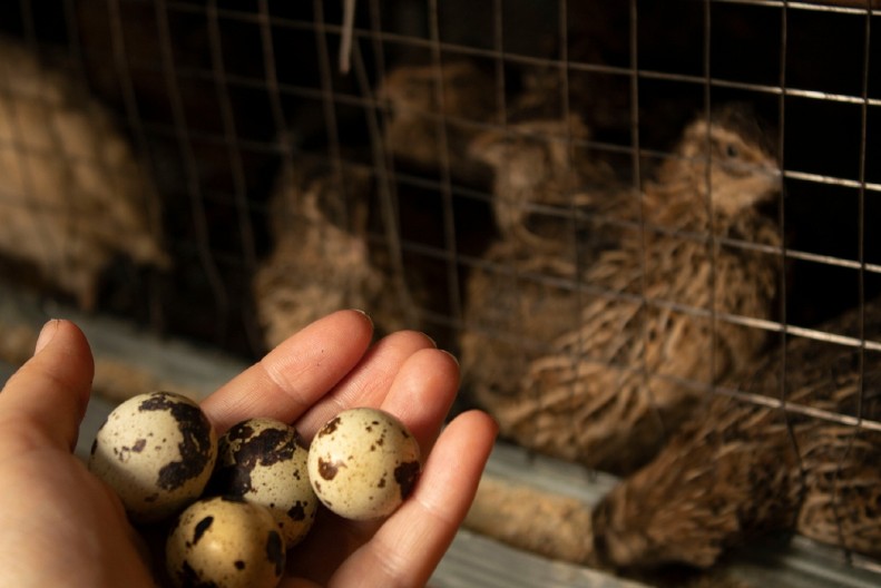 SOLIDNA PLATA ILI UNOSAN HOBI Za samo dva sata dnevno uzgojem ovih ptica zaradite oko hiljadu evra