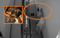 KRALJEVO NA NOGAMA ZBOG ŠTENETA MARTE KOJA JE POVREĐENA I BESPOMOĆNA Dve žene su je iznele po snegu iz skloništa, NE ZNA SE GDE JE (VIDEO)