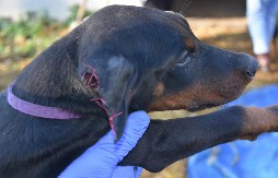 ŠTANCOVAO PSE PA IM SEKAO UŠI I REPOVE  Policija uhapsila stranog državljanina koga terete za krivična dela ubijanje i zlostavlјanje životinja