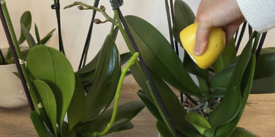 TRIK KAKO ORHIDEJAMA DA KRENU NOVE GRANE Stalno će cvetati, a biće zdrava i prelepa