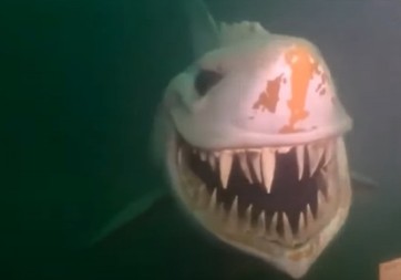 ZVER RAZJAPILA ĆELJUST I KRVOLOČNO NAPALA! Horor u Crvenom moru, jedan turista UBIJEN, drugi povređen u napadu ajkule!