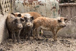 SKOČILA CENA PRASIĆA! Građani strepe šta će tek biti pred Božić!