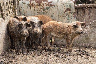 SKOČILA CENA PRASIĆA! Građani strepe šta će tek biti pred Božić!