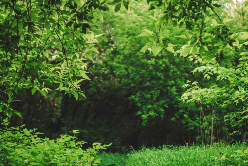 RADE KAO DA NISU U PENZIJI Glavna aktivnost pošumljavanje goleti, evo koliko su čak borića zasadili!
