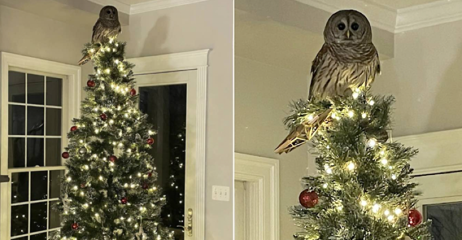 PORODICA DOBILA NEOČEKIVANI PRAZNIČNI POKLON Umesto Deda Mraza, sletela ptica! (FOTO)