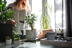 BILJKE KOJE AKTIVIRAJU POZITIVNU ENERGIJU U VAŠEM PROSTORU Feng šui saveti koje niste znali