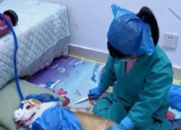 DA LI JE OVO OBIČNA IGRA ILI ZLOSTAVLJANJE? Devojčica glumi hirurga i ''operiše'' psa, snimak izazvao haos na internetu! (VIDEO)