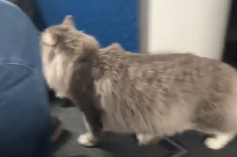 SNIMAK MAČKE U AVIONU ZAPALIO INTERNET! Putnici sa oduševljenjem gledali prizor (VIDEO)