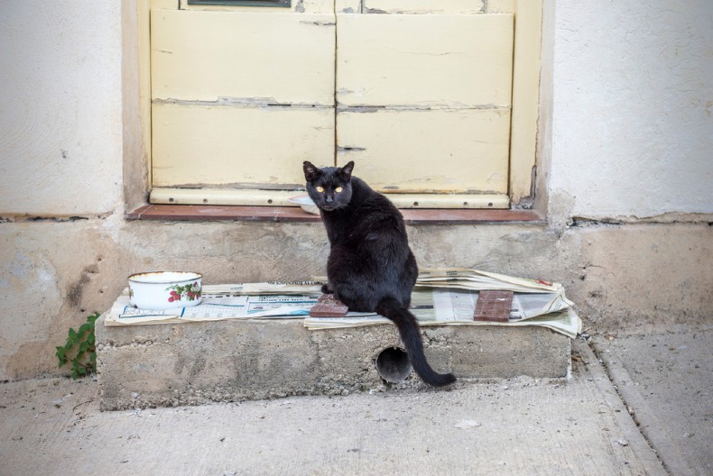 JEDNOSTAVAN TEST KOJI OTKRIVA VAŠU INTUICIJU Mačka na stepenicama, da li se penje ili silazi? (FOTO)