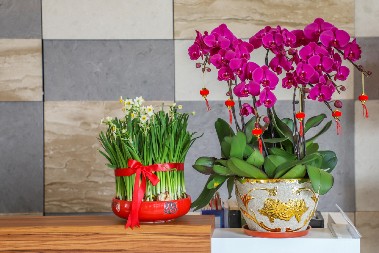 OVE BILJKE SADE SE U FEBRUARU Lako se neguju i ulepšaće svaku prostoriju