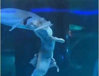 PUBILA U ŠOKU! Džinovska riba napala devojku koja je glumila sirenu ispred staklenog zida! (VIDEO)