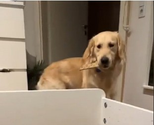 ZLATNI RETRIVER SLATKO NASMEJAO LJUDE Ima žarku želju da pomogne vlasnici u sastavljanju kreveta, ali mu nikako ne ide