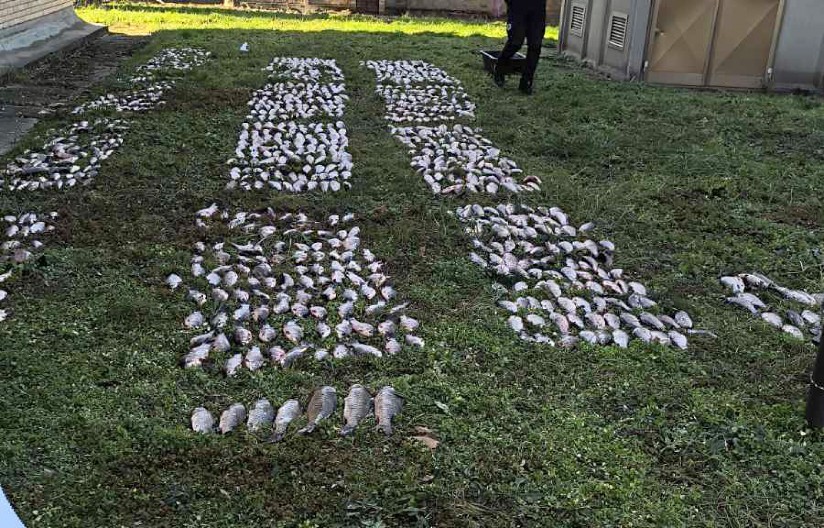 DOLIJAO RIBOKRADICA Ulovio 280 kilograma ribe,  pa prodavao na crno